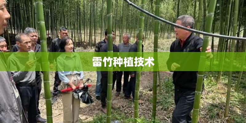 雷竹种植技术