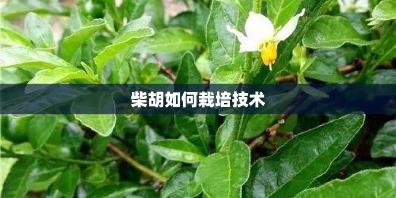柴胡如何栽培技术
