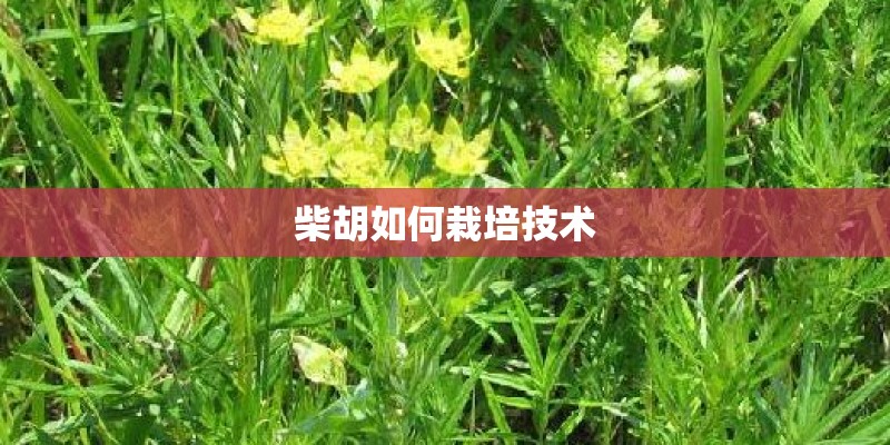 柴胡如何栽培技术