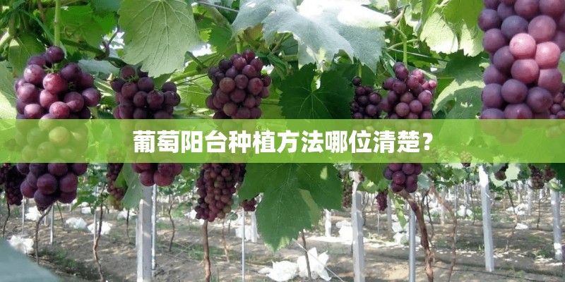 葡萄阳台种植方法哪位清楚？