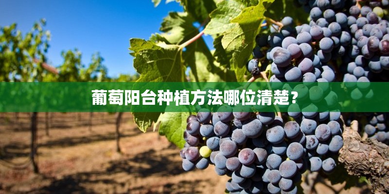 葡萄阳台种植方法哪位清楚？