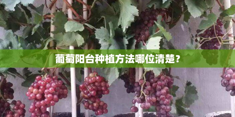 葡萄阳台种植方法哪位清楚？