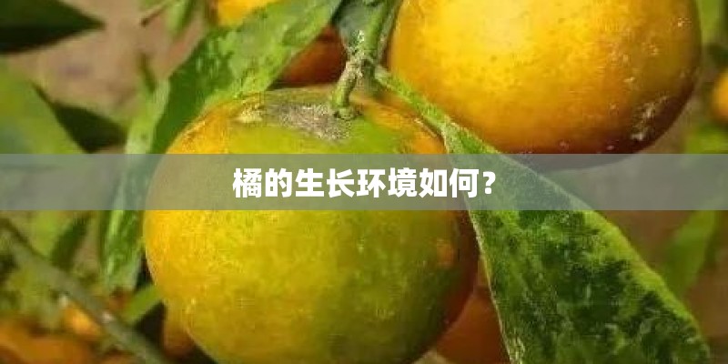 橘的生长环境如何？