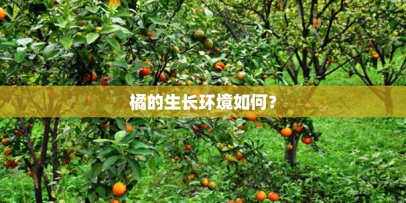 橘的生长环境如何？