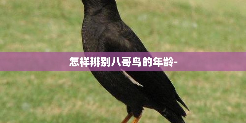 怎样辨别八哥鸟的年龄-