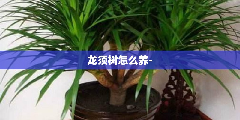 龙须树怎么养-