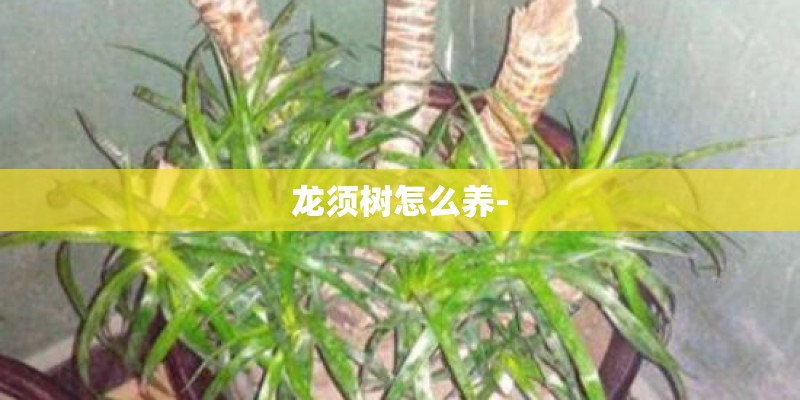 龙须树怎么养-