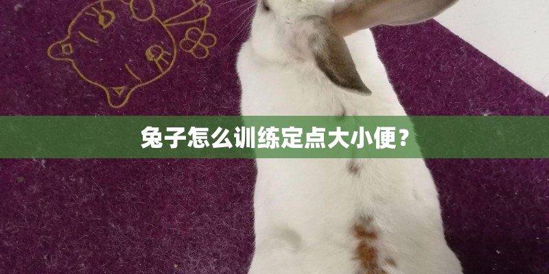 兔子怎么训练定点大小便？