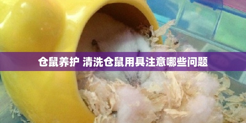 仓鼠养护 清洗仓鼠用具注意哪些问题