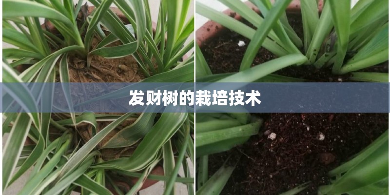 发财树的栽培技术