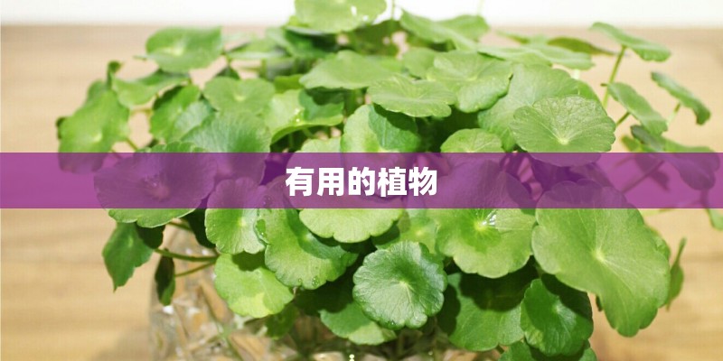 有用的植物