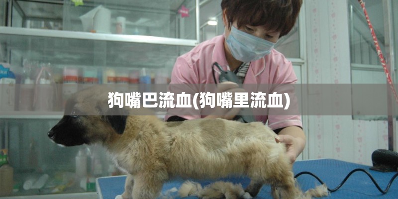 狗嘴巴流血(狗嘴里流血)