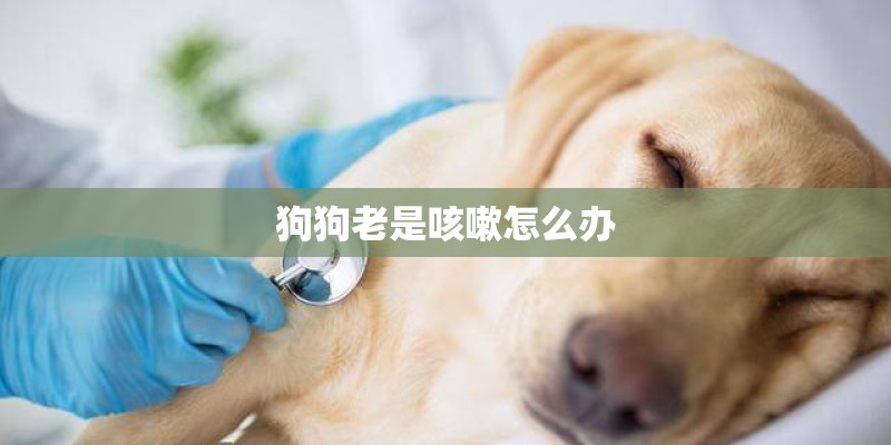 狗狗老是咳嗽怎么办