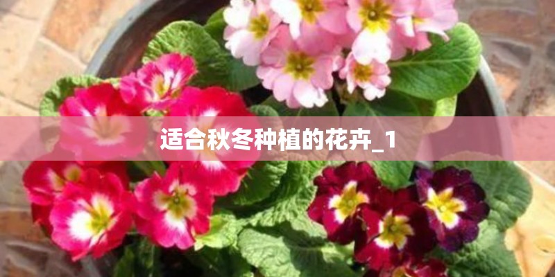 适合秋冬种植的花卉_1