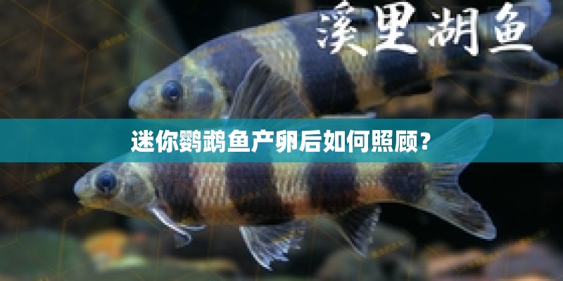 迷你鹦鹉鱼产卵后如何照顾？