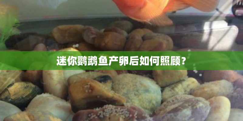 迷你鹦鹉鱼产卵后如何照顾？
