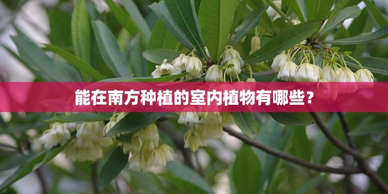 能在南方种植的室内植物有哪些？