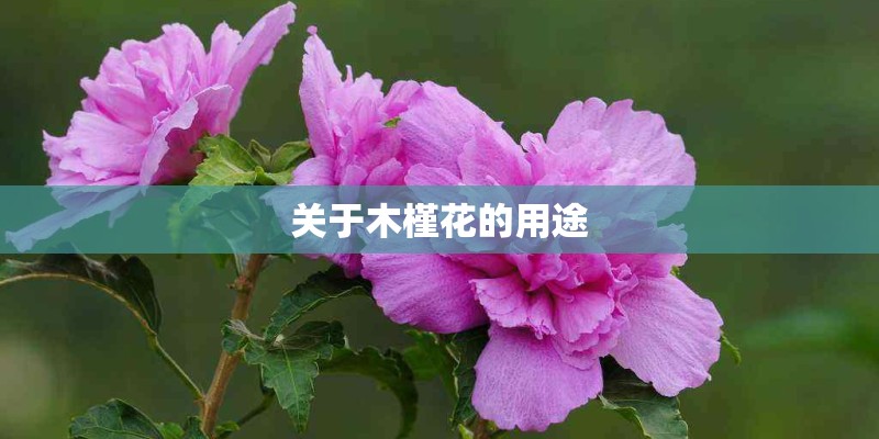 关于木槿花的用途