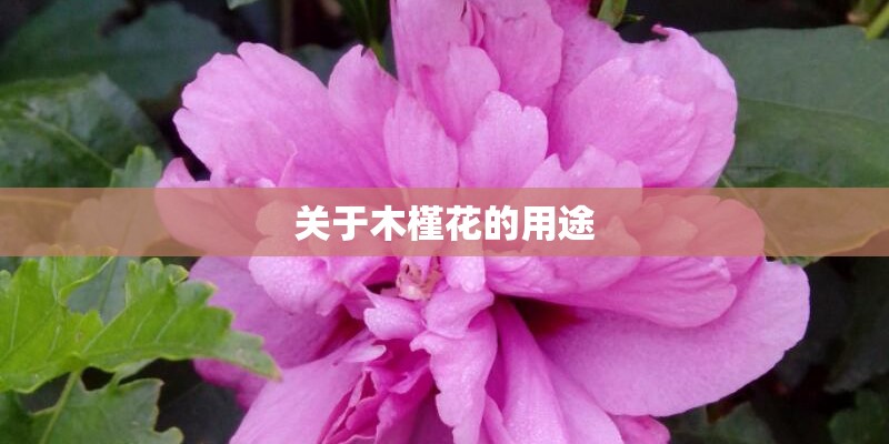 关于木槿花的用途