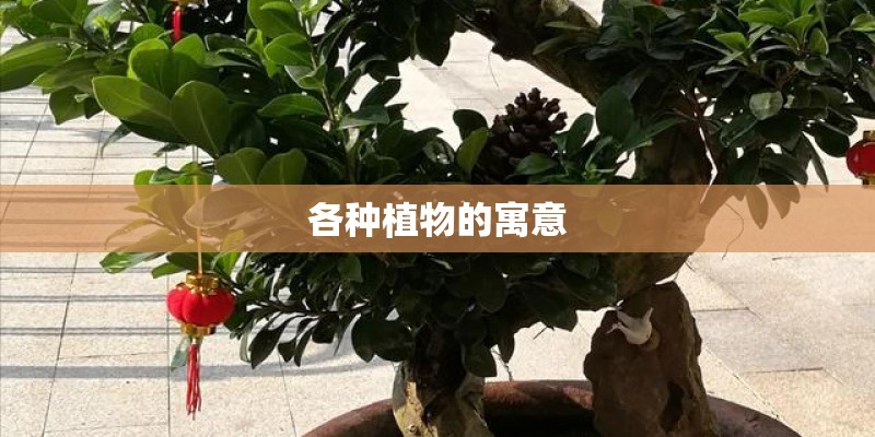 各种植物的寓意