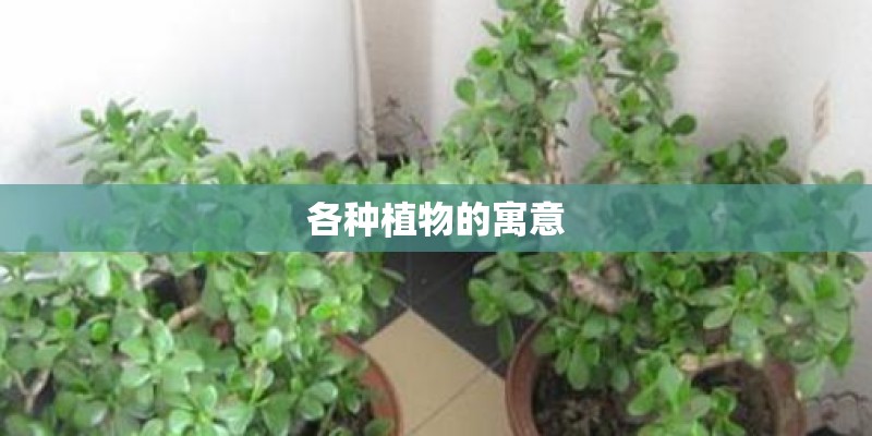 各种植物的寓意
