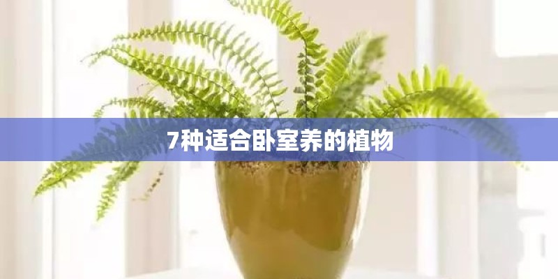 7种适合卧室养的植物