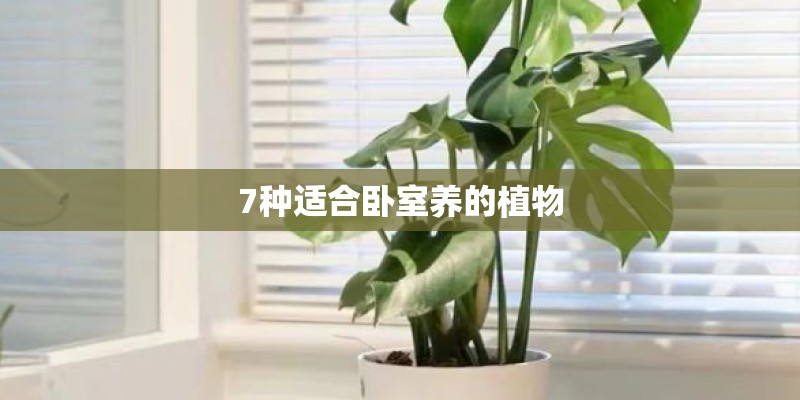 7种适合卧室养的植物