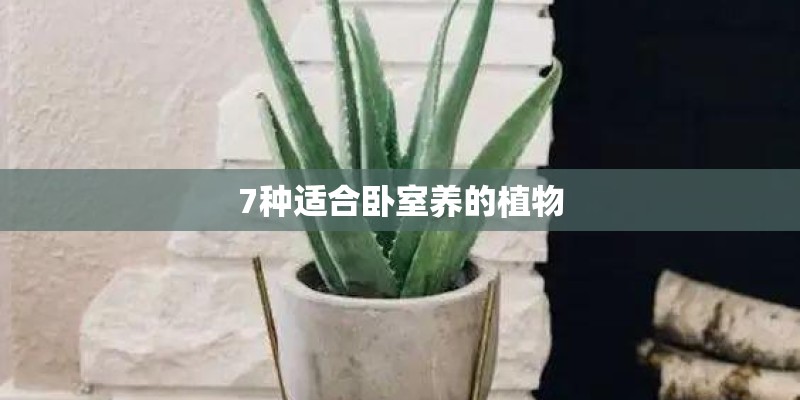 7种适合卧室养的植物