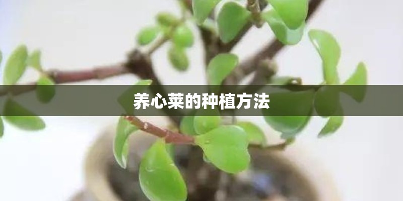 养心莱的种植方法