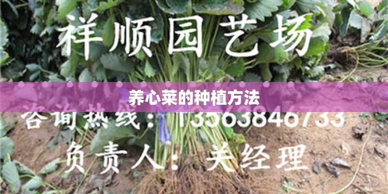 养心莱的种植方法