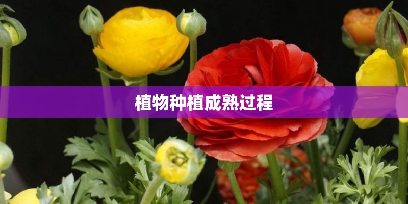 植物种植成熟过程 植物种植成熟过程