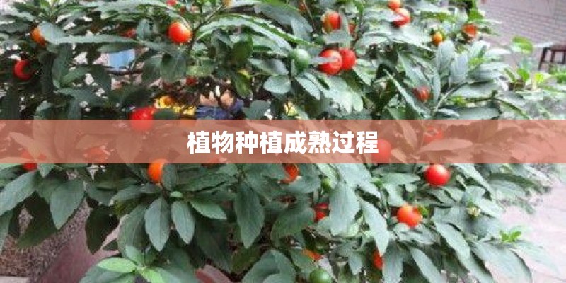 植物种植成熟过程 植物种植成熟过程