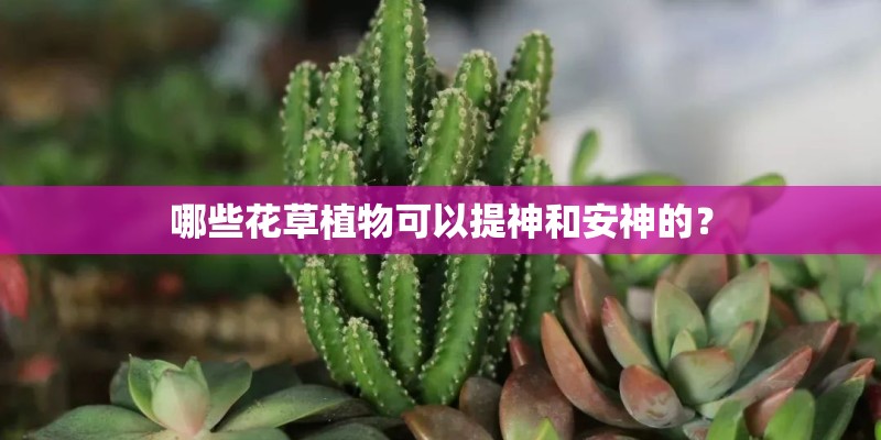 哪些花草植物可以提神和安神的？