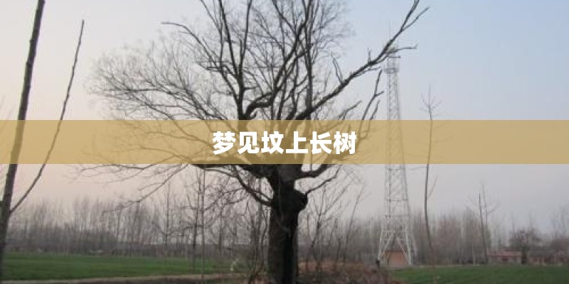 梦见坟上长树