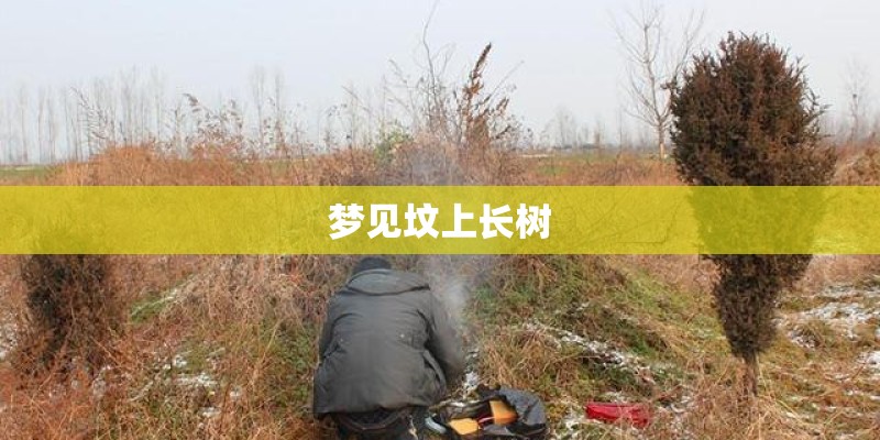 梦见坟上长树