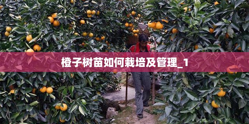橙子树苗如何栽培及管理_1