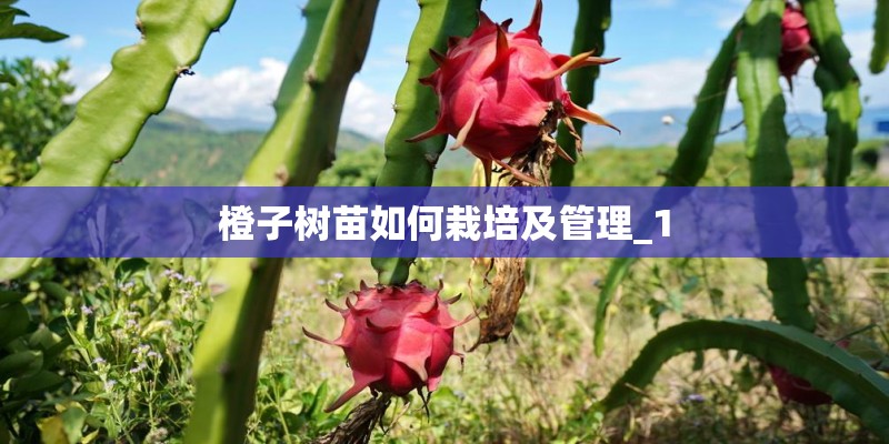 橙子树苗如何栽培及管理_1