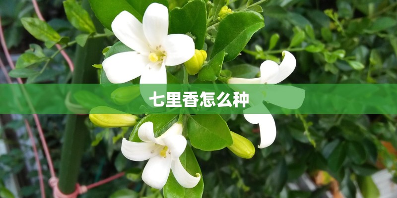 七里香怎么种