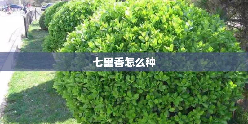 七里香怎么种