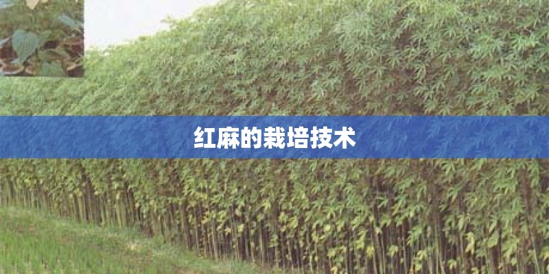 红麻的栽培技术