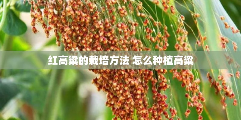 红高粱的栽培方法 怎么种植高粱