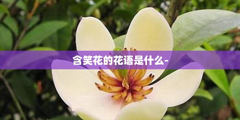 含笑花的花语是什么-