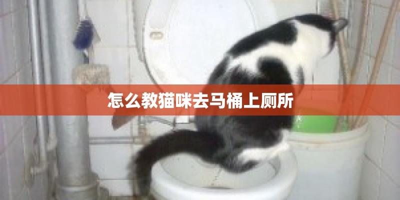 怎么教猫咪去马桶上厕所
