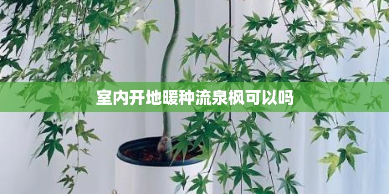 室内开地暖种流泉枫可以吗