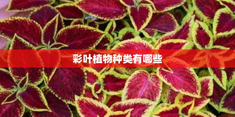 彩叶植物种类有哪些