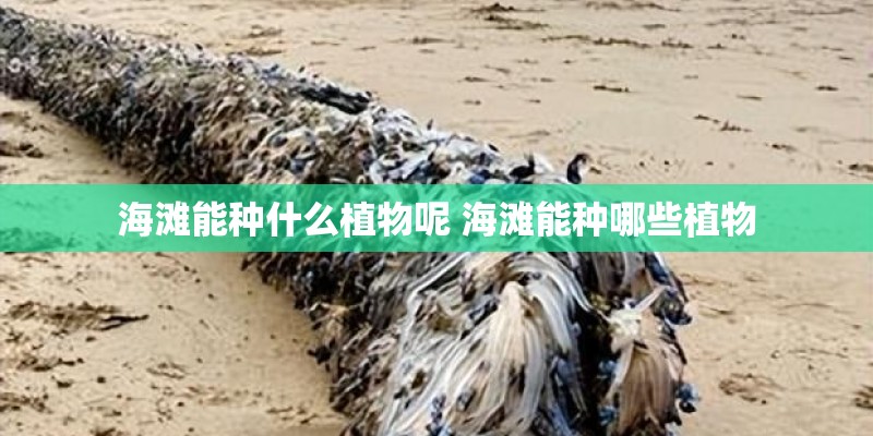 海滩能种什么植物呢 海滩能种哪些植物 海滩能种什么植物呢 海滩能种哪些植物