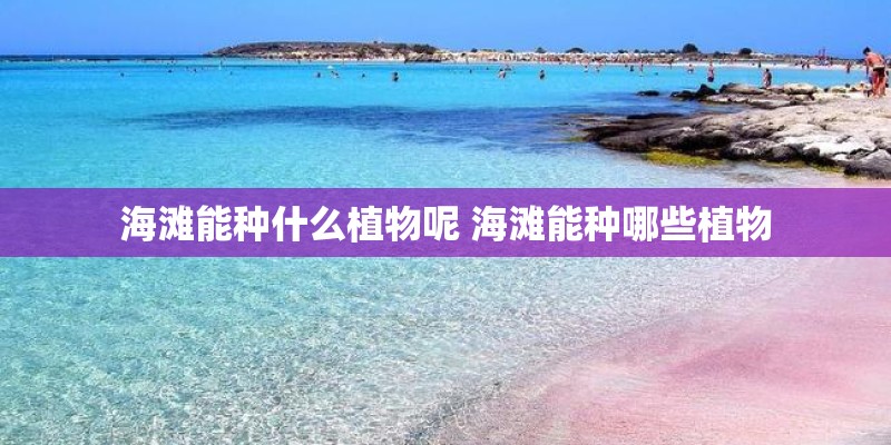 海滩能种什么植物呢 海滩能种哪些植物 海滩能种什么植物呢 海滩能种哪些植物