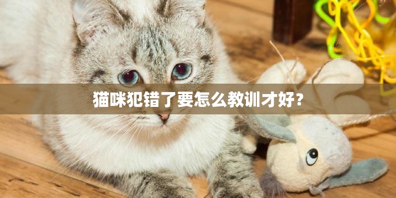 猫咪犯错了要怎么教训才好？