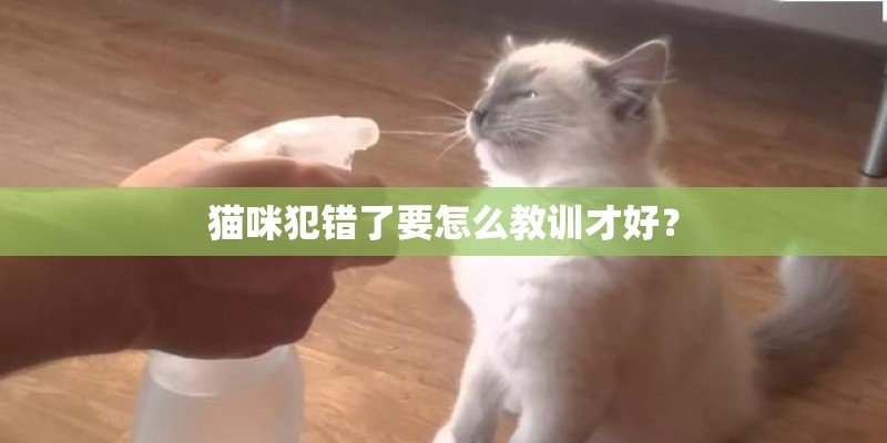 猫咪犯错了要怎么教训才好？