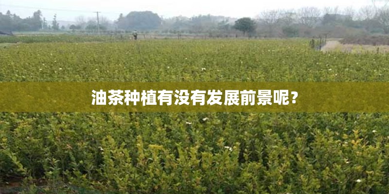油茶种植有没有发展前景呢？